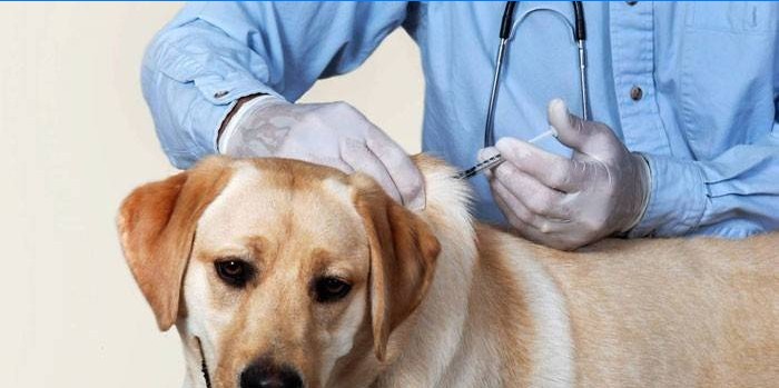 Koera vaktsineerimine