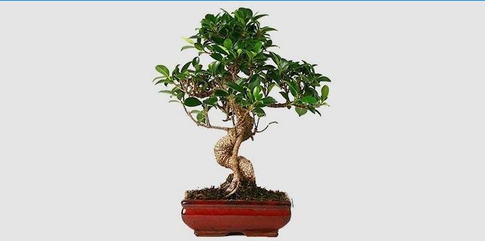 Siseruumides Ficus Bonsai
