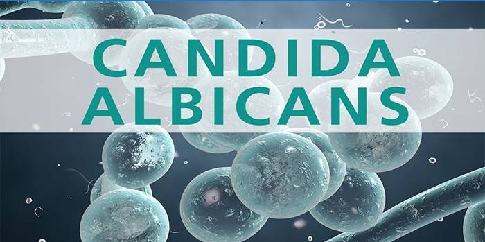 Seenbakterid Candida albicans