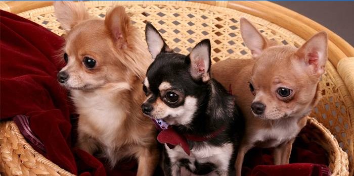 Chihuahua koerad