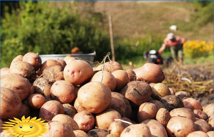 7 põhjust kartuli istutamiseks saidile