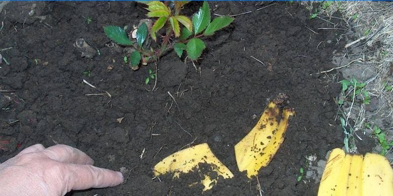 Väetislilled banaanikoorega