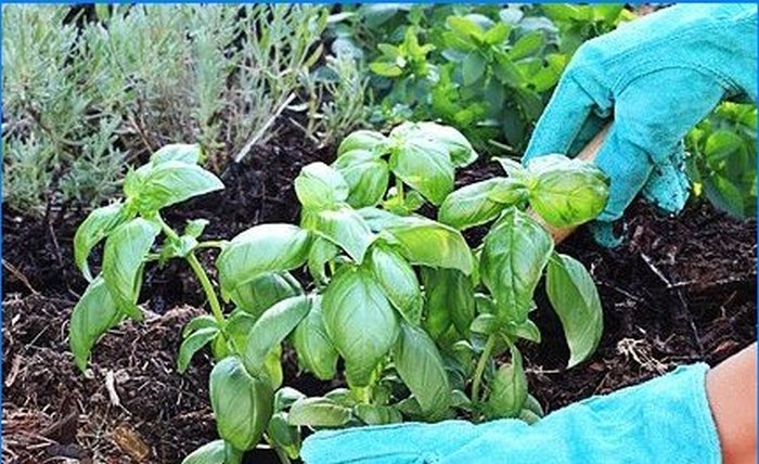 Kasvatame vürtse - salvei, rosmariini ja muid aromaatseid taimi