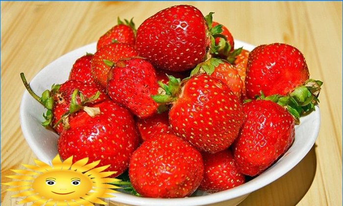Kuidas maasikaid aknalaual kasvatada