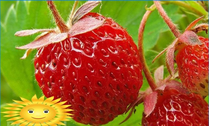 Kuidas maasikaid aknalaual kasvatada