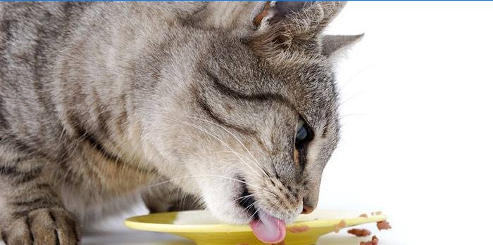 Kass sööb taldrikult