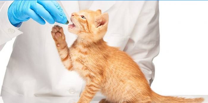 Veterinaararst annab kassile pilli