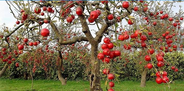 Õunakraami viljade ja lehtede lüüasaamine