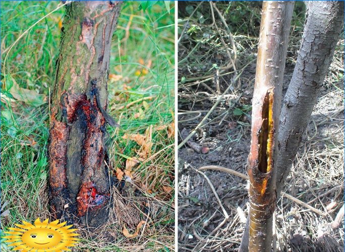 Puude külmumine: ennetamine ja ravi