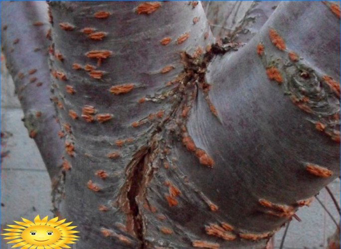 Puude külmumine: ennetamine ja ravi