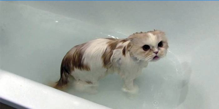 Kass vannis