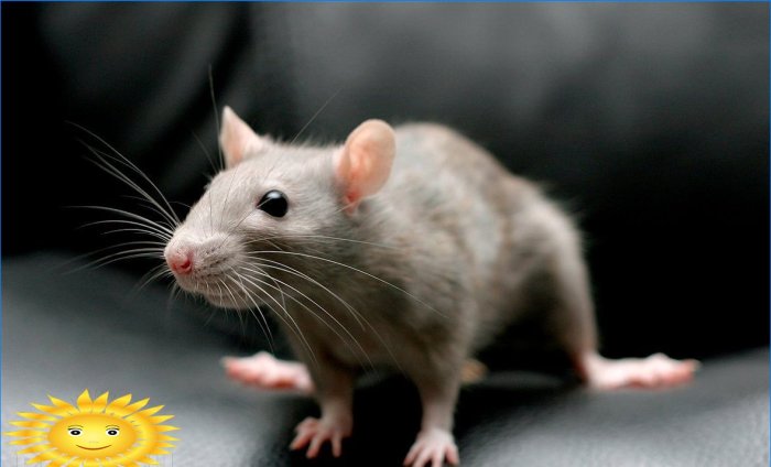 Kuidas oma kodus rottidest ja hiirtest ravimtaimedega lahti saada
