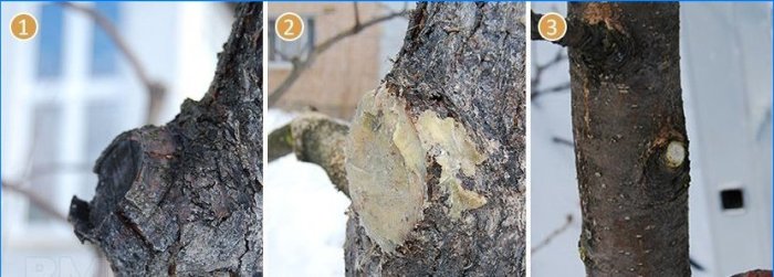 Viljapuude pügamine: kuidas õunapuu pügada