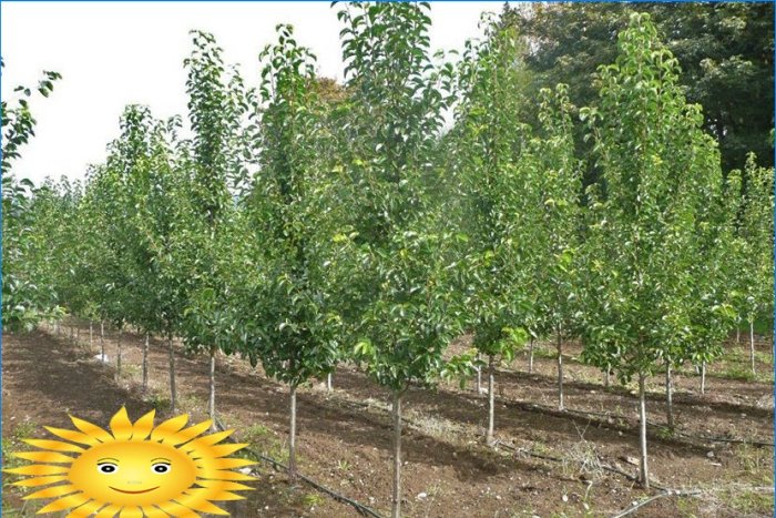 Viljapuude pügamine: kuidas õunapuu pügada