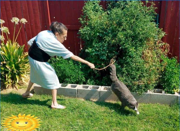 Kuidas kaitsta oma aeda lemmikloomade eest