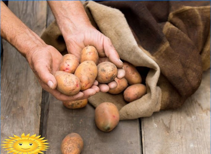 Kuidas kartulit õigesti säilitada