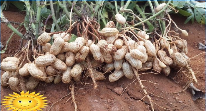 Kuidas oma aias maapähkleid kasvatada