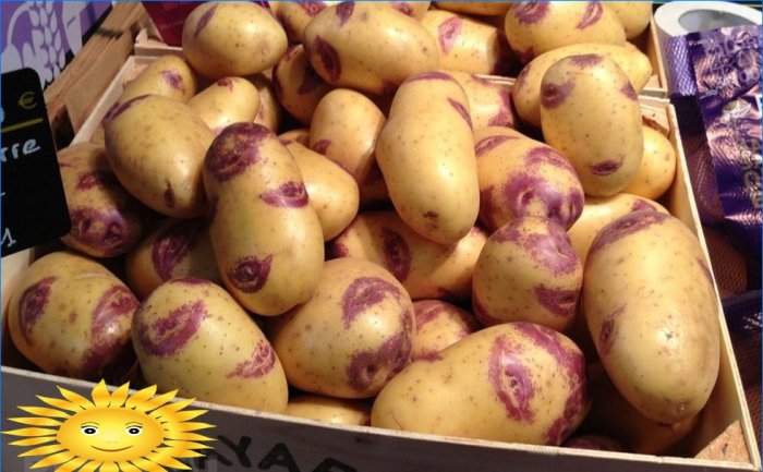 Sineglazka kartulid