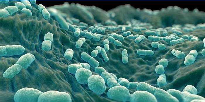 Listeria monocytogenes bakterid mikroskoobi all