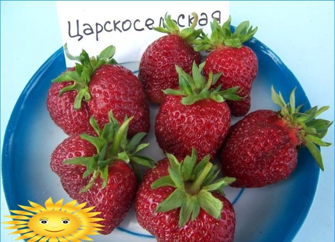 Maasikas Tsarskoselskaja