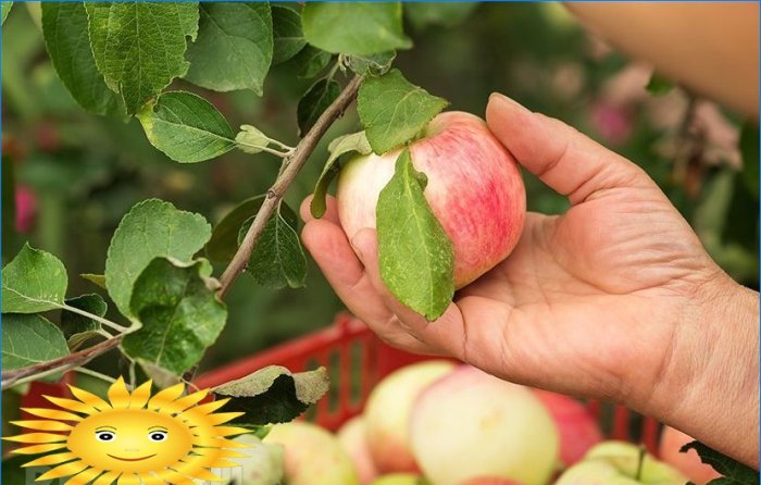 Kuidas õunu koristada ja ladustada