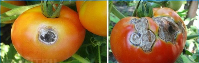 Tomatitel hall mädanik
