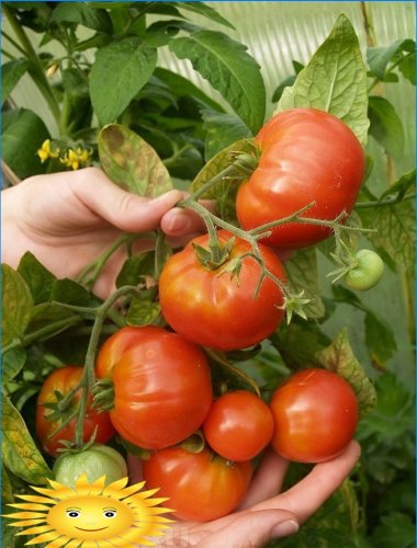 Tomatite haigused