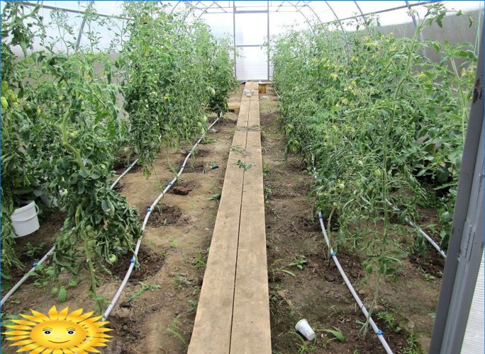 Tomatite tilguti niisutamine