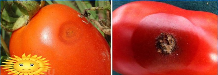 Antraknoos tomatipuuviljadel